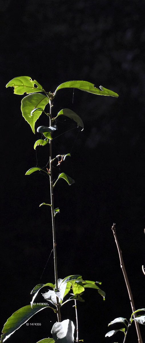 None