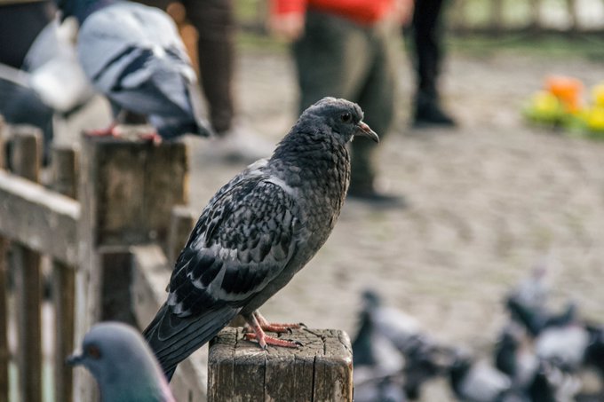A close-up of a pigeon perched on a wooden fence, with other pigeons and blurred human figures in the background. The image's ordinary, everyday scene of city birds aligns with the "ordinary" theme of the 19/20 NFT edition posted on @objktcom.