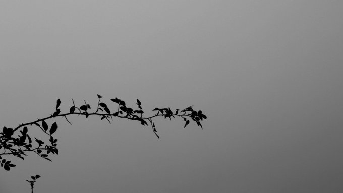 A minimalist black-and-white silhouette of a delicate branch with sparse leaves stretches across a foggy gray background, evoking a quiet, contemplative mood.

The image's stark simplicity and quiet atmosphere visually complement the post's theme of art as a vehicle for expression and the muted, introspective nature of the "Beyond Silence: Iranian Artists" exhibition launch.