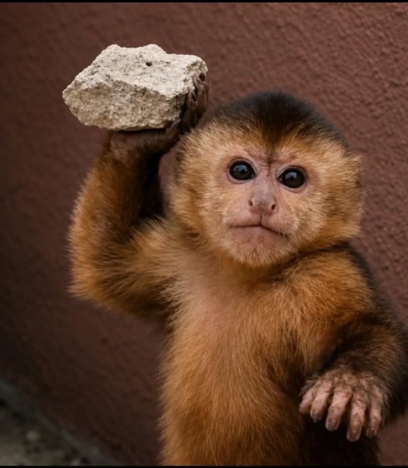 A close-up of a small monkey holding up a rock above its head, with a curious expression.