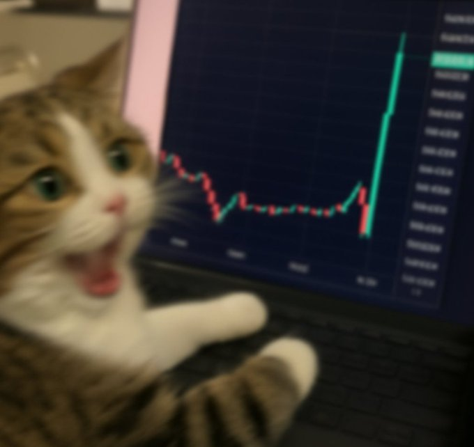 A close-up of a wide-eyed, open-mouthed cat appears in the foreground, looking shocked in front of a laptop screen displaying a sharply rising stock chart.