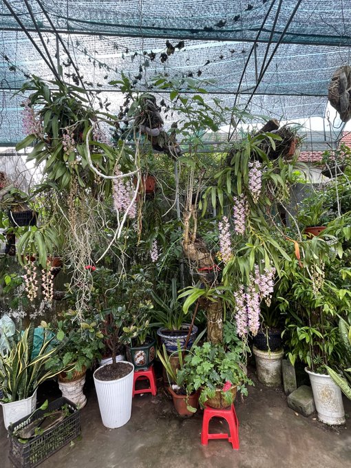 A lush, shaded garden or nursery area filled with potted plants, including orchids with long cascading pink flower sprays, under a mesh canopy roof.