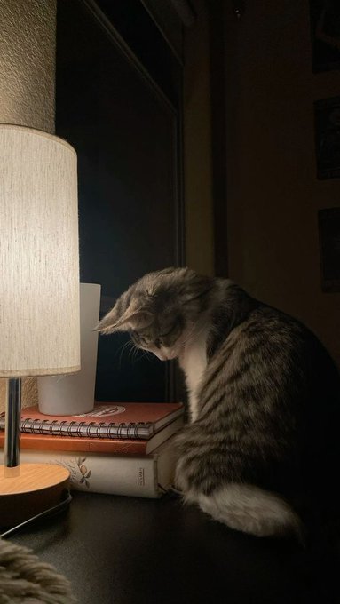 The image shows a cat sitting next to a lamp with its head resting on a book. The scene appears to be set at night or during a dark time of day when the lighting from the lamp illuminates the area, creating an interesting contrast between the natural darkness outside and the illuminated indoor setting. The photo is related to the post "Good night @quipnetwork blends quantum and classical compute, rewarding operators who power the network".