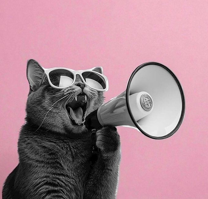 A black and white cat wearing white sunglasses yells into a megaphone against a pink background.