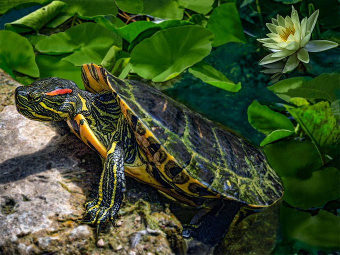 A beautifully detailed red-eared slider turtle perches on a rock beside a pond, its vibrant yellow-striped shell and distinctive red ear patch complementing the lush green lily pads and blooming water lily behind it—fittingly representing "The One Who Once Came Out of the Pond," a digital art piece listed at 5 editions for 10 XTZ.