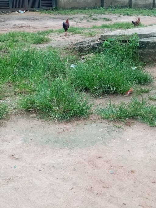 A rooster strides boldly across patchy dirt and overgrown grass tufts in a rural yard, perfectly embodying the "elite grass toucher" ethos celebrated in this verification post.