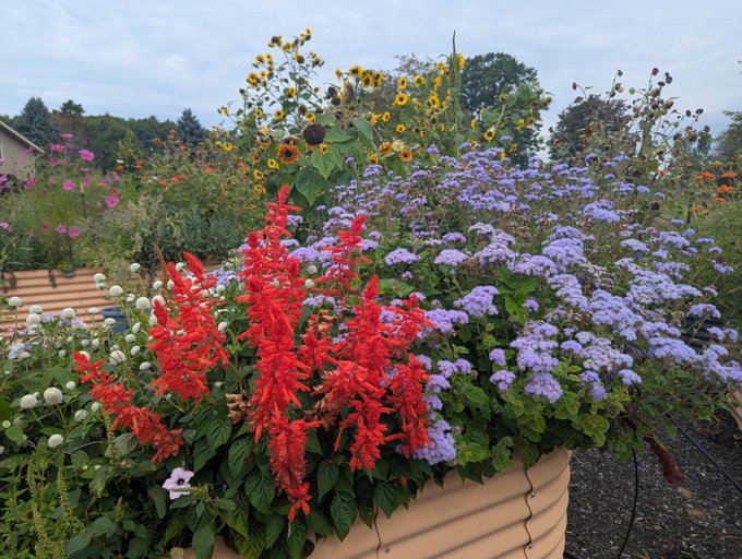 Garden scene featuring a large planter filled with vibrant red salvia, purple ageratum, white flowers, and sunflowers in the background under a cloudy sky.