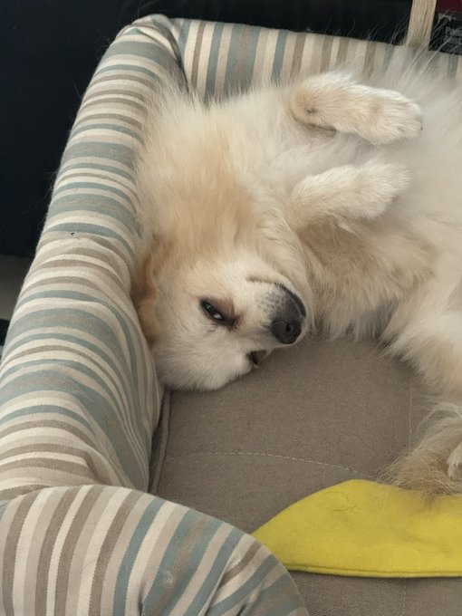 A fluffy white Pomeranian dog lying upside down in a striped dog bed with its head tilted back, eyes open, alongside a small yellow plush toy.