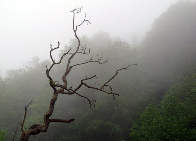 A misty mountain landscape featuring a bare, twisted tree branch in the foreground with dense fog-covered green hills behind it.
