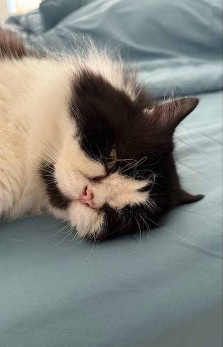A black and white cat with its eyes closed resting peacefully on a light blue bedsheet.