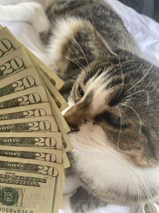A close-up photo of a tabby and white cat lying next to a fanned-out stack of US twenty-dollar bills.