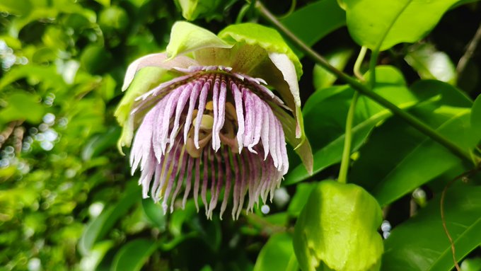 A striking passion flower in full bloom, with its delicate purple and white tendrils and green crown, hangs among lush tropical foliage, capturing the vibrant off-grid jungle life of GaiaYoga Gardens in Lower Puna, Hawai'i.