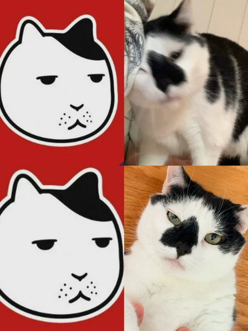 A side-by-side comparison shows a popular black-and-white cartoon cat meme on the left paired with two real-life photos of black-and-white cats on the right, humorously illustrating how closely the viral Solana meme coin mascot resembles real cats.