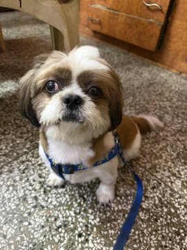 A small brown and white Shih Tzu puppy sits on a tiled floor wearing a blue harness with a leash, looking up at the camera.