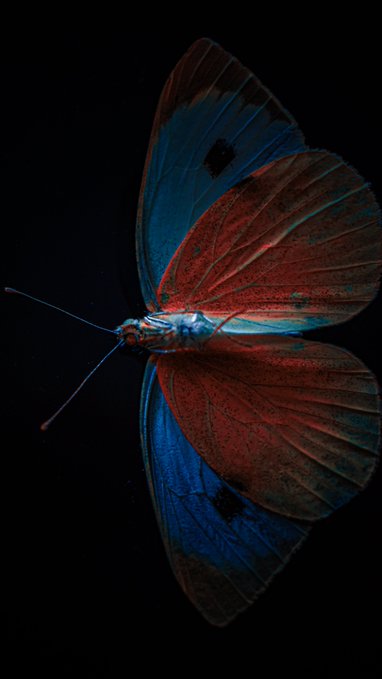 A striking close-up of a butterfly with vibrant red and blue patterned wings photographed against a black background.