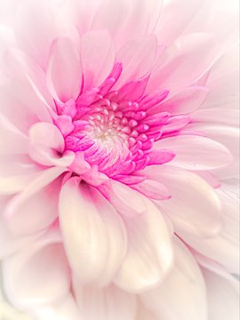 A close-up macro photograph of a delicate pink and white flower, possibly a chrysanthemum or dahlia, showcasing its layered petals and vibrant center.