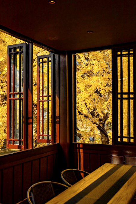 A view from inside a wooden room with traditional lattice windows looking out onto vibrant yellow ginkgo trees in autumn, with a wooden table and chairs in the foreground.