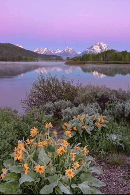 A serene landscape featuring yellow wildflowers in the foreground, a calm lake with mist, and snow-capped mountains under a pink and purple twilight sky.