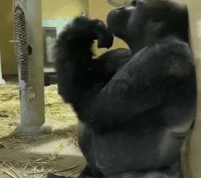 Two gorillas appear to be interacting or fighting in an indoor enclosure with hay on the ground.