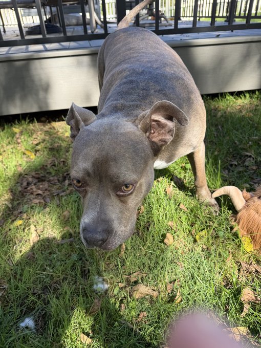 A gray and white pit bull-type dog stands on grass next to a wooden deck, looking directly up at the camera.