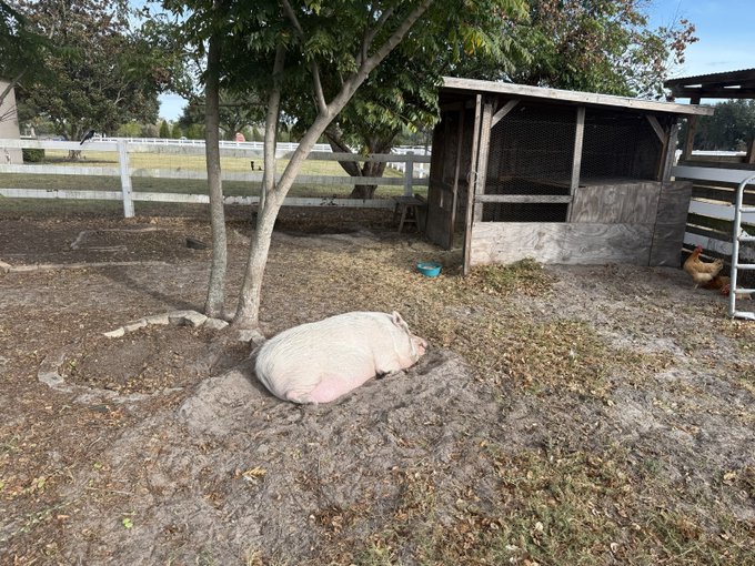 Photo of a pink pig lying in the dirt under a tree in a farm enclosure, with a wooden shelter and white fence visible in the background, and a chicken near the structure on the right.