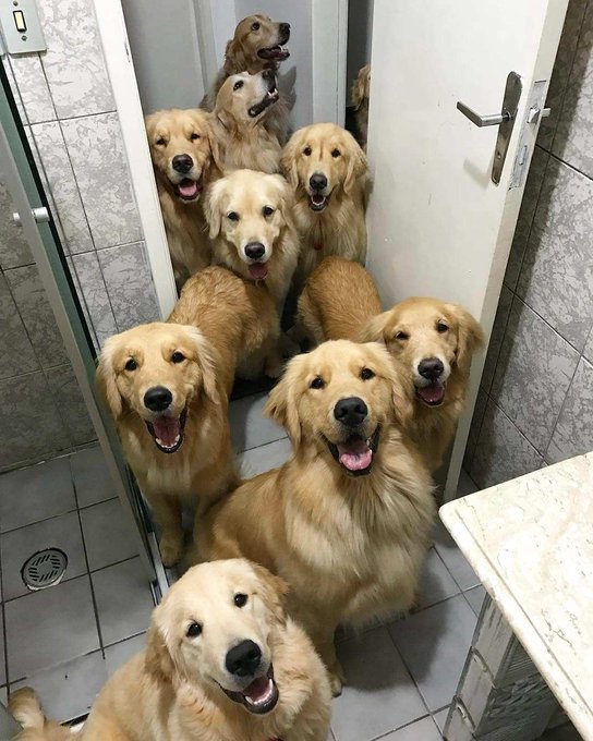 The image features a group of seven golden retrievers standing together, all facing the camera with their tongues hanging out. The dogs are arranged in two rows, with four dogs in each row, creating an interesting formation that captures attention. The background includes a bathroom setting with a sink and mirror visible behind the dogs.