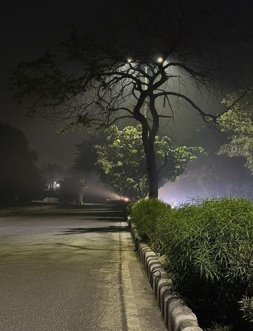A moody nighttime photograph of an empty road lined with lush green bushes and silhouetted trees, with streetlights glowing through fog in the distance.