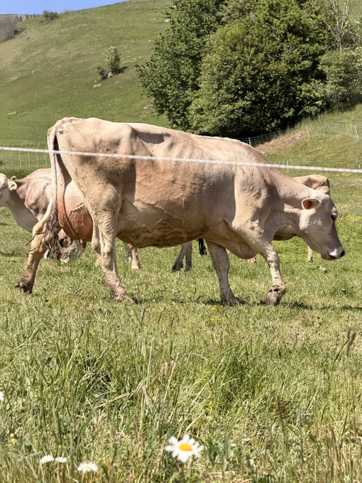 urns of milk are collected from a brown cow grazing on lush green grass, with white flowers and trees in the background.