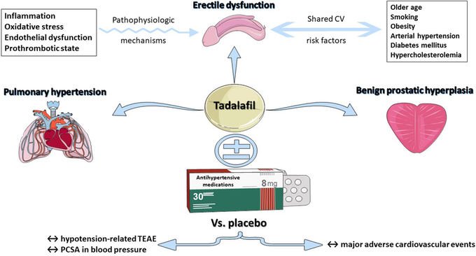 A medical infographic details the effects and uses of Tadalafil. It shows connections to 'Erectile dysfunction,' 'Pulmonary hypertension,' and 'Benign prostatic hyperplasia,' alongside risk factors like 'Older age,' 'Smoking,' and 'Diabetes mellitus,' comparing it against a placebo.