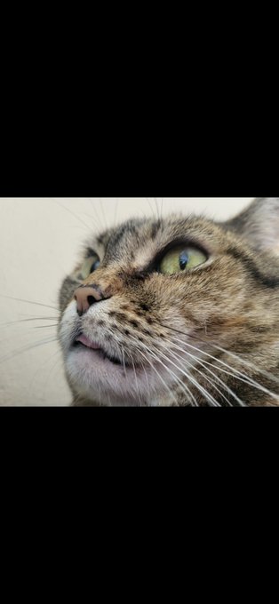 A close-up photo of a tabby cat with green eyes looking upward against a black background.