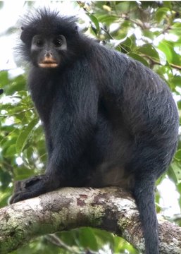 A black-furred monkey with a distinctive crest of hair sits perched on a mossy tree branch, bearing a resemblance to the iconic "Bored Ape" NFTs from the Bored Ape Yacht Club collection.