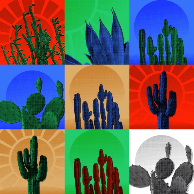 A 3x3 grid collage features various cacti and succulents in vibrant colors (red, green, blue, orange) with sunburst backgrounds.