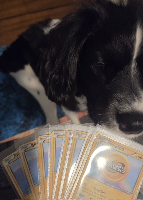 A black and white dog sniffs at a fan of holographic trading cards, with the top card showing 'SP x6900' and 'Freedom'.
