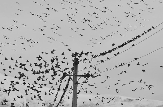 A black and white photograph of a massive flock of birds flying around a utility pole and its wires against a cloudy sky.