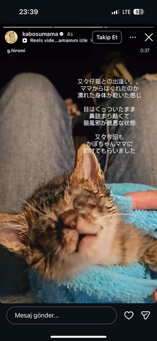 The image is a screenshot of an Instagram Reel posted by @kabosumama (the owner of Kabosu, the dog that inspired the $DOGE meme coin), featuring a video of a sleepy kitten wrapped in a blue towel. The post quotes a reel from "g.hiromi," with Japanese text explaining that the kitten has recovered after a sleepless night and is now in a comfortable, relaxed state. This aligns with the accompanying caption's reference to @kabosumama sharing a story from g.hiromi's cat content, amid the context of the $CATE and $DOGE narrative.