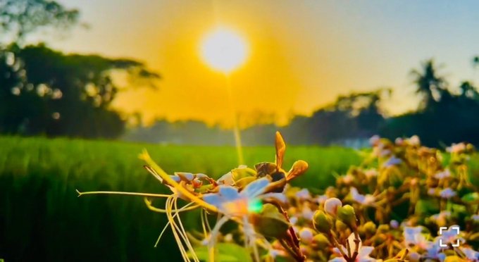 A scenic landscape at sunrise or sunset, with the sun glowing brightly over a green field and trees, while white flowers are prominently displayed in the foreground.