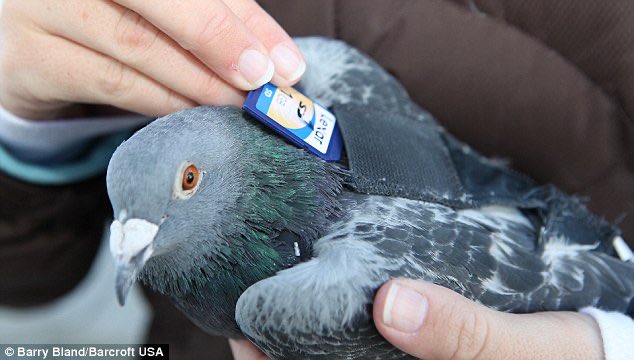 A person holds a gray pigeon while inserting or removing a microSD memory card near a harness attached to the bird, credited to Barry Bland/Barcroft USA.