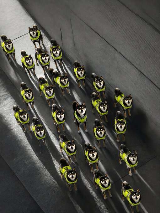 Aerial view of multiple Shiba Inu dogs wearing bright yellow-green high-visibility vests, arranged in formation on a dark road surface, casting long shadows.
