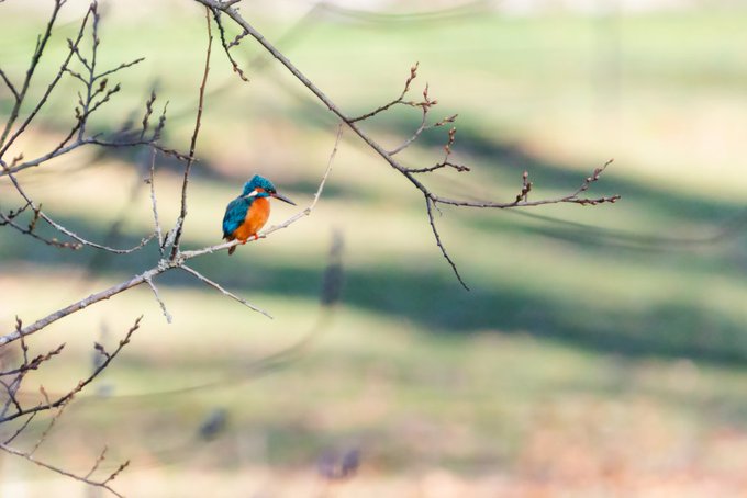 A photograph of a small kingfisher bird with blue and orange plumage perched on a bare, budding branch against a blurred green background.