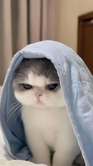 A close-up of a grumpy-looking white and grey cat wrapped in a light blue blanket, staring forward with a distinctly displeased expression.