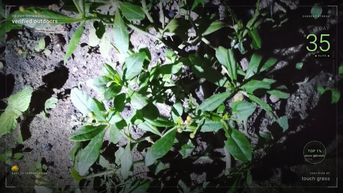 An overhead nighttime flash photograph shows a small cluster of broadleaf weed-like plants growing in dark, rocky soil, overlaid with a digital dashboard reading "PROOF OF GRASS" in the top left, "DAY 35" with a current streak of 6 days in the top right, a "TOP 1%" badge in the bottom right, and "CERTIFIED BY touch grass" at the bottom—visually confirming the poster's Day 35 proof of grass check-in on the Proof of Grass app.