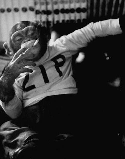 A black-and-white photo shows a chimpanzee wearing a sweater with 'ZIP' printed on it, appearing to smoke a cigarette.
