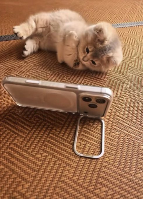 A light-colored fluffy kitten lies on a patterned rug next to a smartphone with a kickstand case, appearing to watch something on the screen.