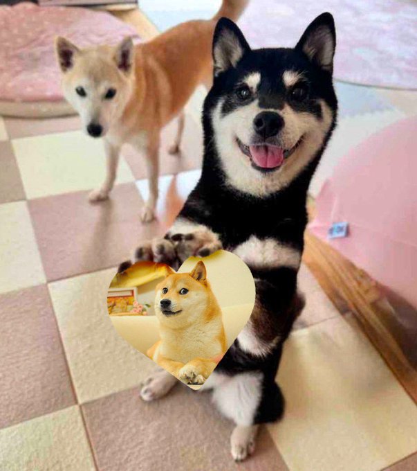Two Shiba Inu dogs stand on a checkered tile floor, with the black and tan one in front holding a heart-shaped picture of another Shiba Inu in its paws.