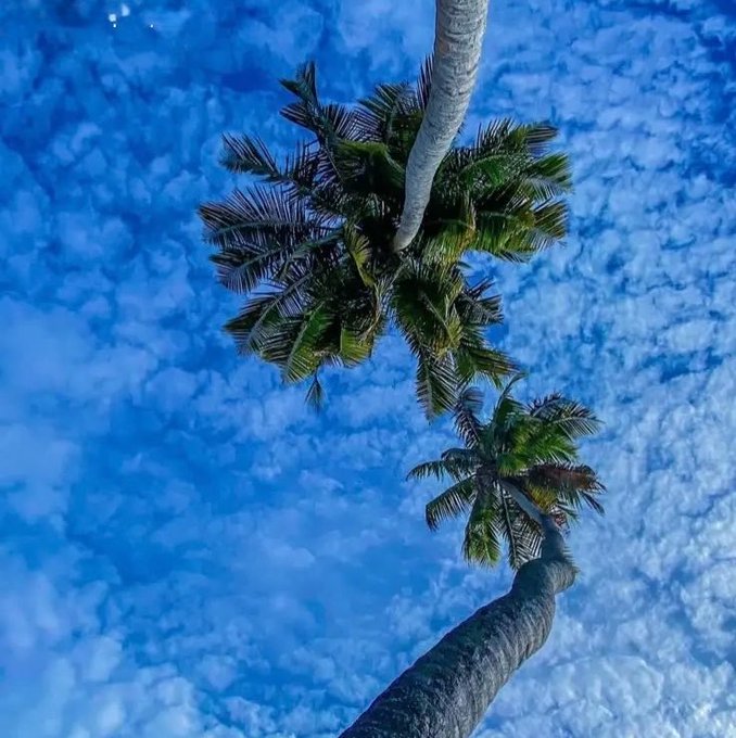 A palm tree stretches tall against a deep blue sky, viewed from below as if reaching toward new heights—symbolizing growth and new beginnings, much like the user's exciting new role reviewing products and contributing to a project launch.