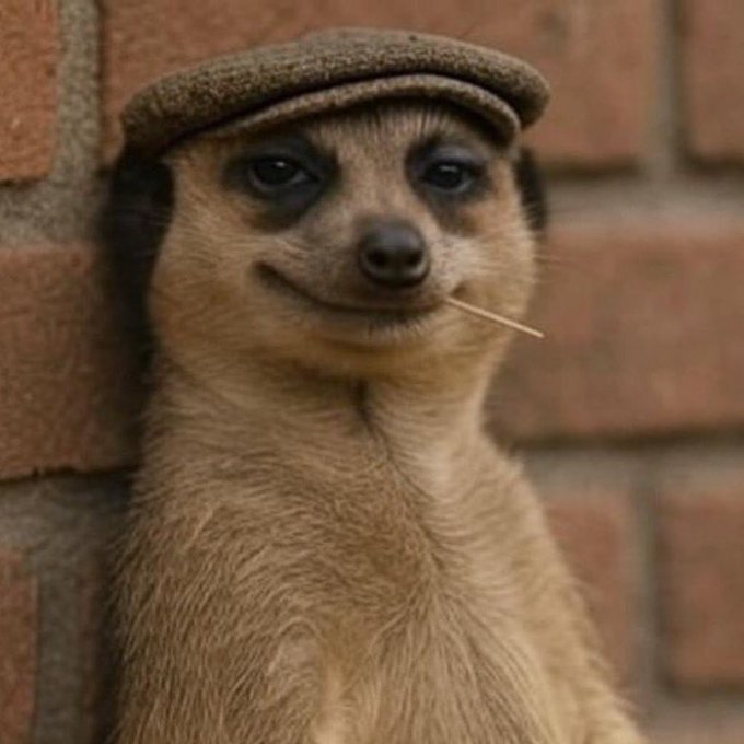 A close-up of a meerkat wearing a small tweed cap and holding a toothpick in its mouth, leaning against a brick wall.