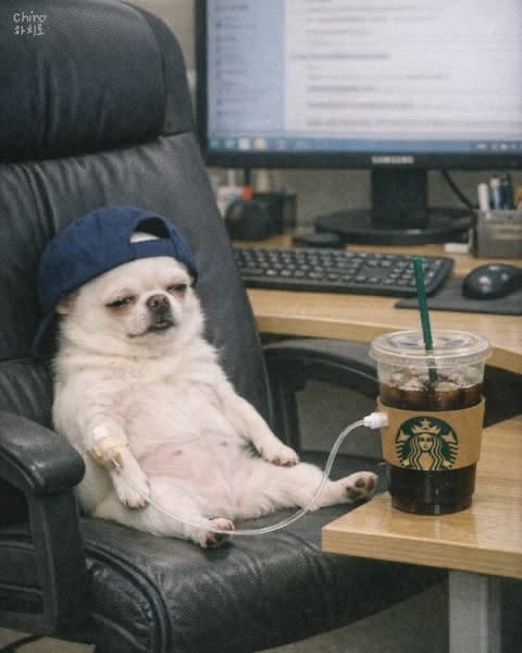 Whimsical digitally edited image showing a small white dog wearing a blue backwards cap and an IV drip, sitting in an office chair at a computer desk with a Starbucks iced coffee beside it, labeled 'Chiro 小拉'.