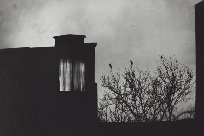 A black and white photograph showing the silhouette of a building with a lit window on the left and bare tree branches on the right, with several birds perched on the branches against a cloudy sky.