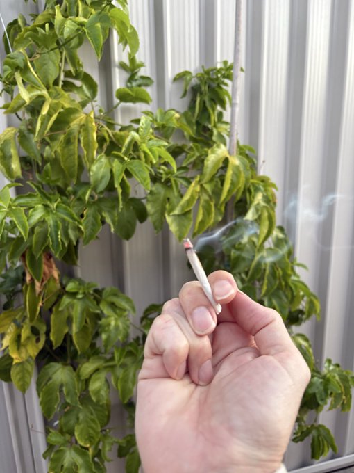 A hand holding a lit incense stick emitting a thin trail of smoke, set against a backdrop of green and yellow variegated foliage and a gray corrugated metal wall.