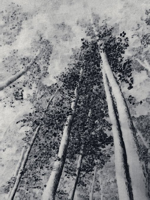 A black and white photograph looks upward at tall, slender trees with dark foliage against a textured gray sky, creating a striking vertical composition.
